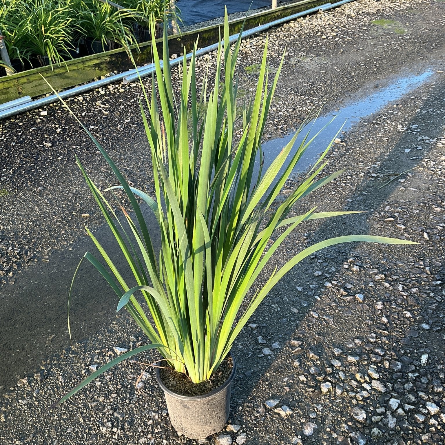 Caesar's Brother Siberian Iris in a #1 container, showing tall upright green sword-like foliage at a nursery.