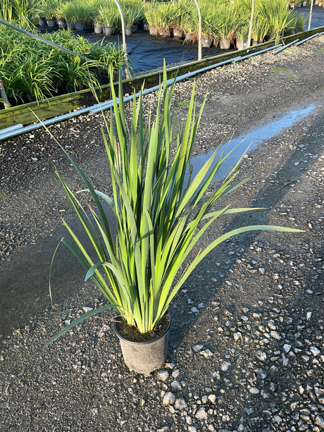 Caesar's Brother Siberian Iris in a #1 container, showing tall upright green sword-like foliage at a nursery.