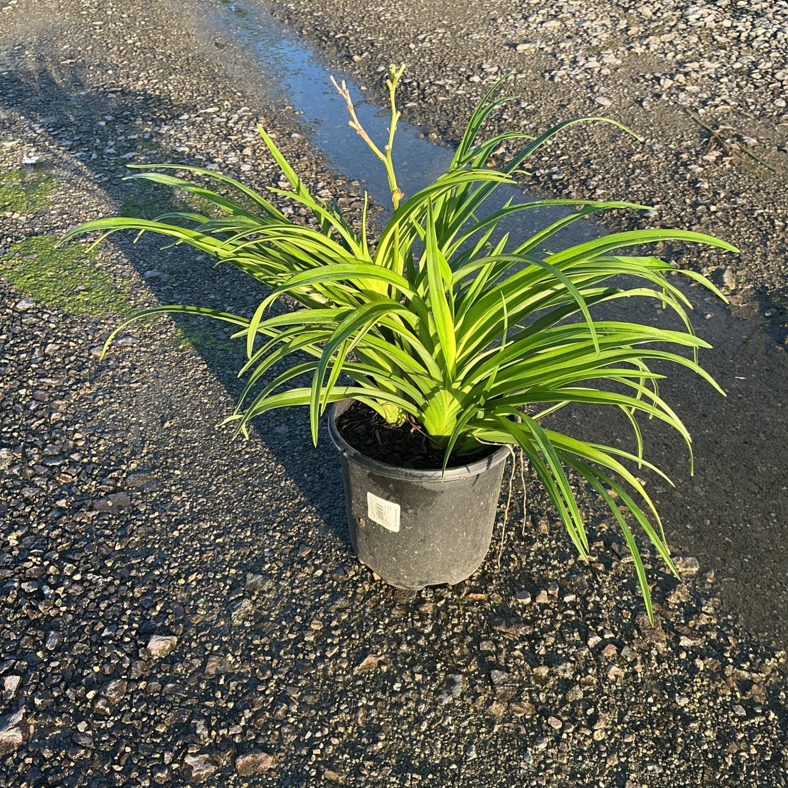 Hemerocallis Pardon Me daylily in a #1 black nursery container, showing dense green strap-like foliage and emerging bloom stalks.