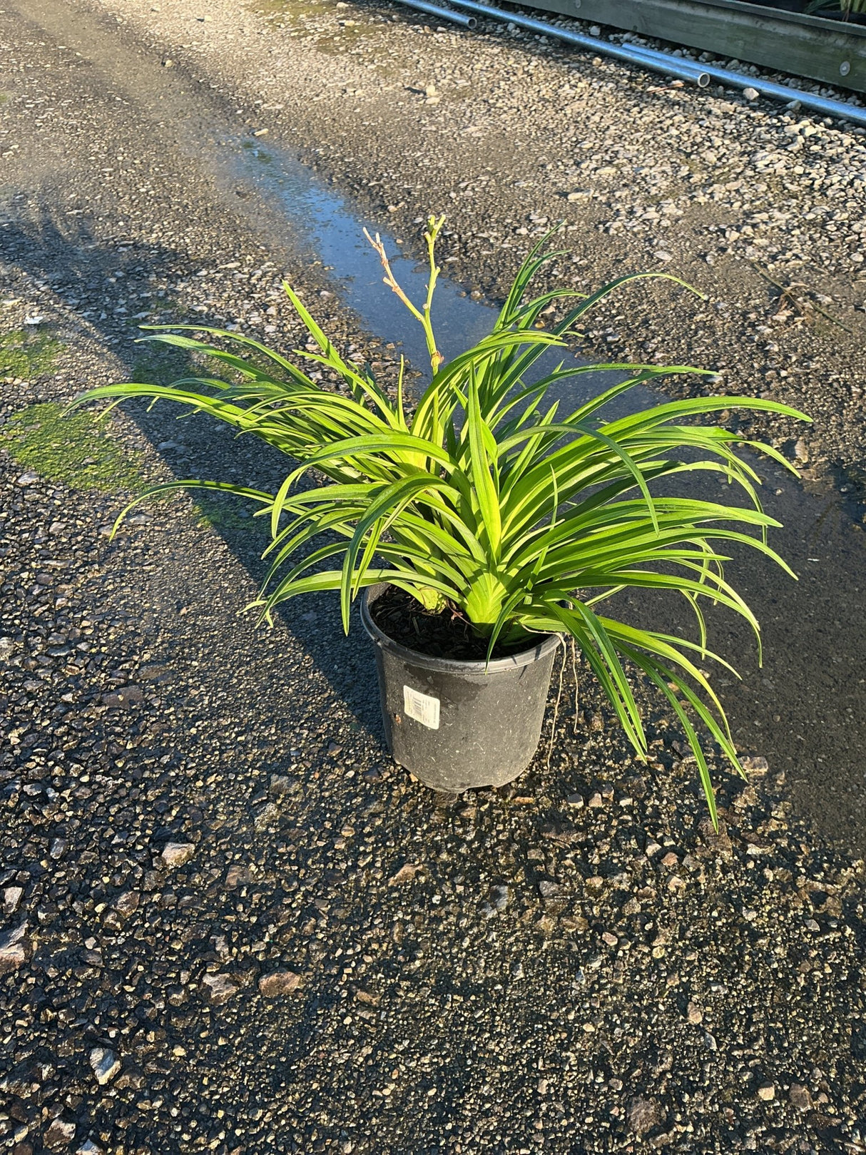 Hemerocallis Pardon Me daylily in a #1 black nursery container, showing dense green strap-like foliage and emerging bloom stalks.