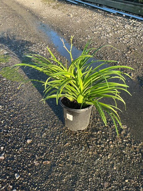 Hemerocallis Pardon Me daylily in a #1 black nursery container, showing dense green strap-like foliage and emerging bloom stalks.