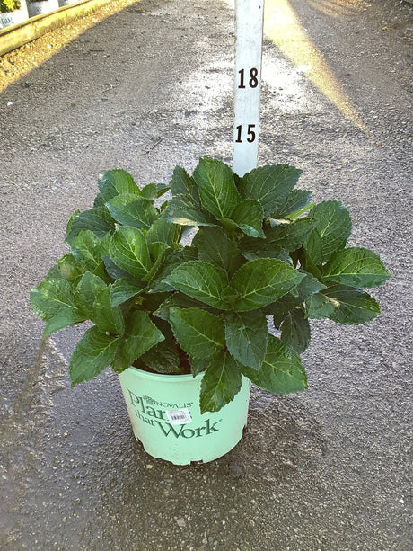 Cherry Explosion Hydrangea macrophylla growing in a #3 nursery container with lush dark green foliage.