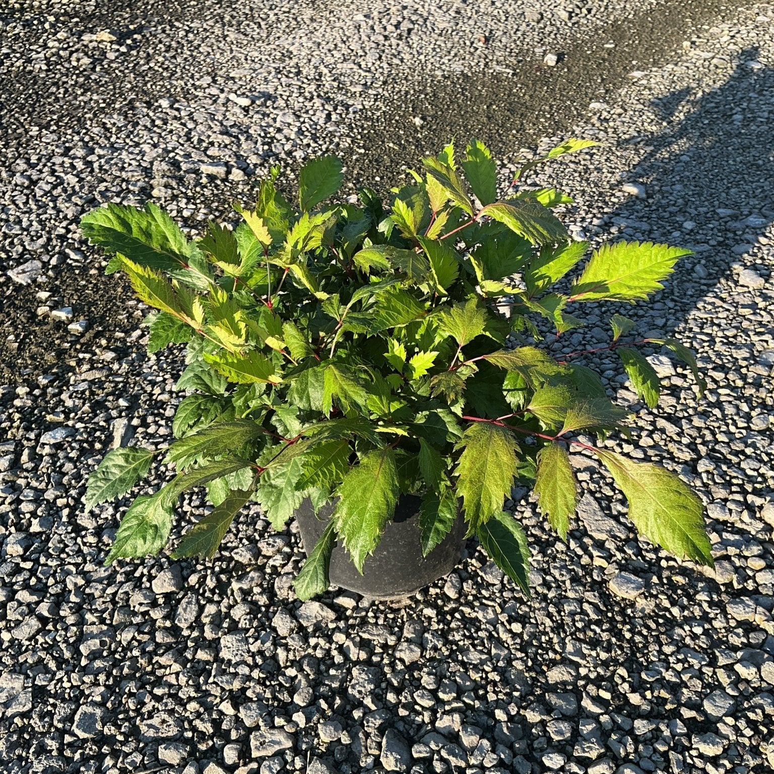 Bridal Veil Astilbe in a #1 container showing lush green foliage with red stems, displayed on gravel.