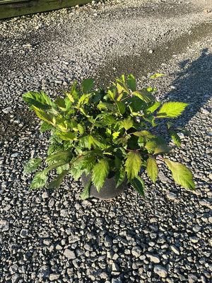 Bridal Veil Astilbe in a #1 container showing lush green foliage with red stems, displayed on gravel.