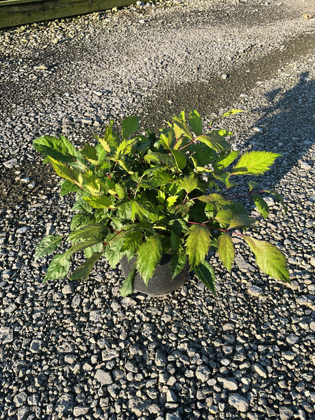 Bridal Veil Astilbe in a #1 container showing lush green foliage with red stems, displayed on gravel.