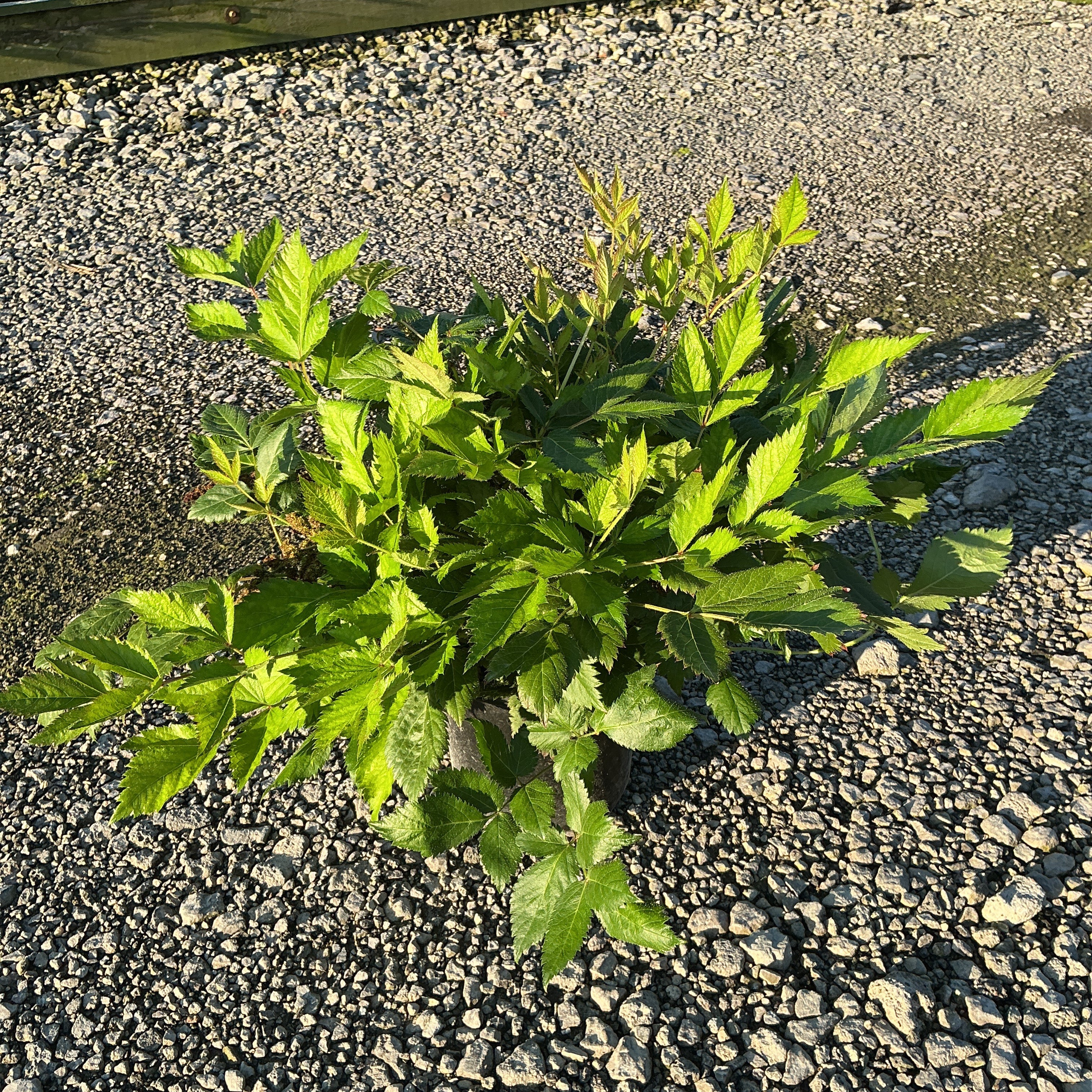 Vision in Pink Astilbe foliage in a #1 container, showing bright green serrated leaves at a nursery.
