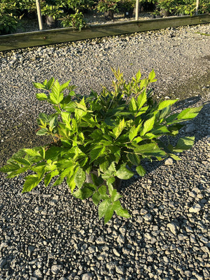 Vision in Pink Astilbe foliage in a #1 container, showing bright green serrated leaves at a nursery.