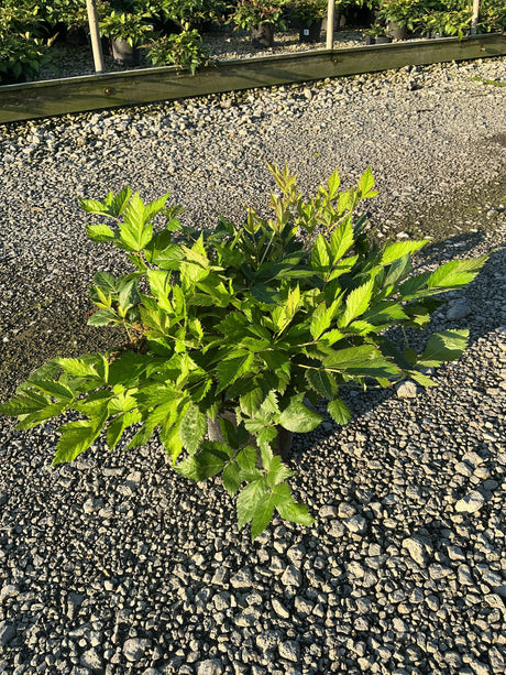Vision in Pink Astilbe foliage in a #1 container, showing bright green serrated leaves at a nursery.