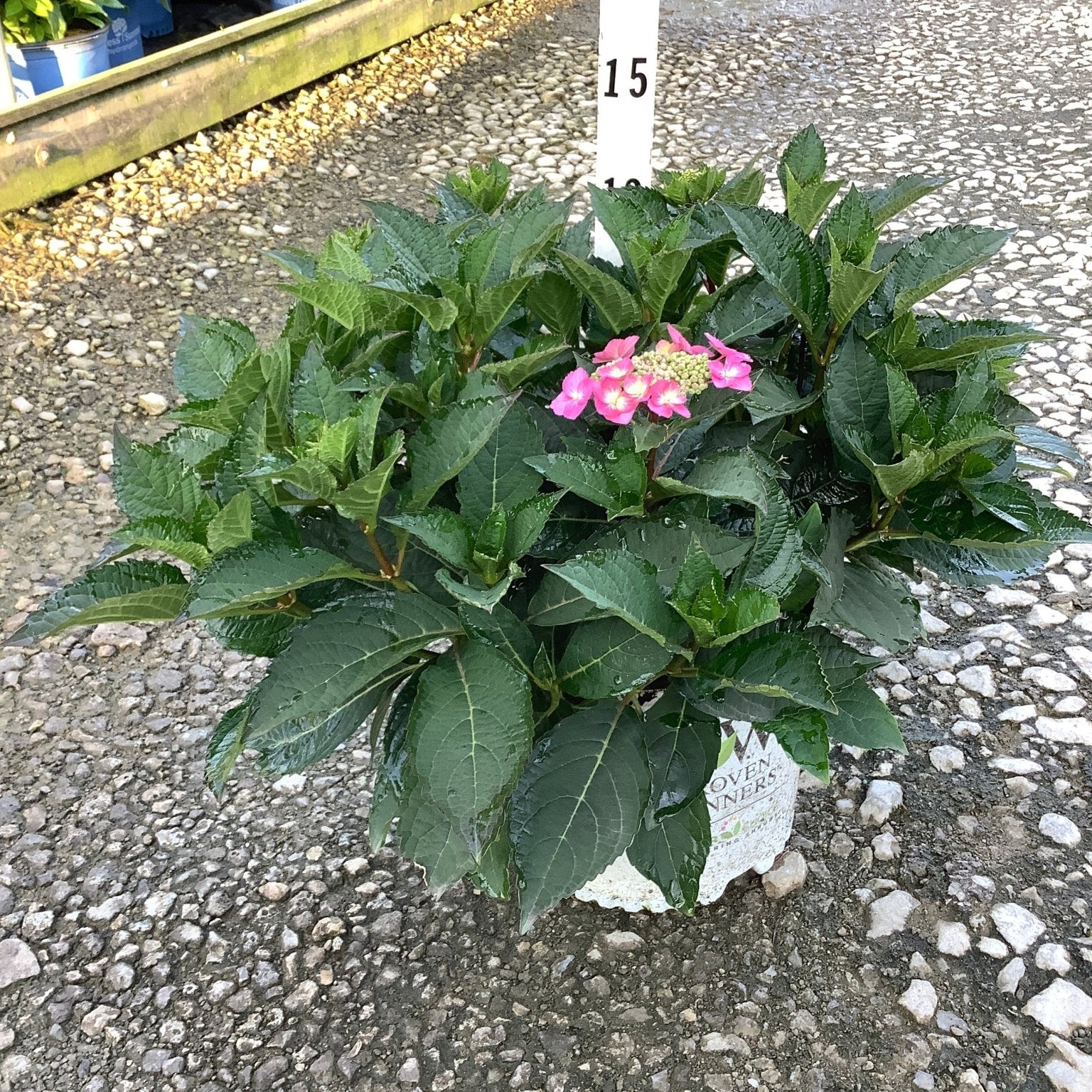 Tuff Stuff Top Fun reblooming mountain hydrangea in a #3 container with pink lacecap blooms and dark green foliage.