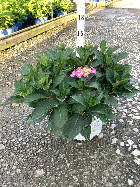 Tuff Stuff Top Fun reblooming mountain hydrangea in a #3 container with pink lacecap blooms and dark green foliage.