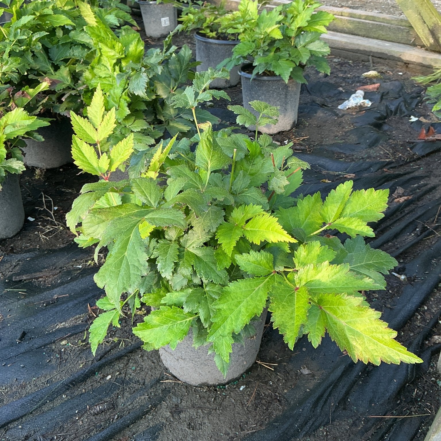 Rheinland Astilbe in a #1 container showing lush, serrated green foliage at a nursery growing area.