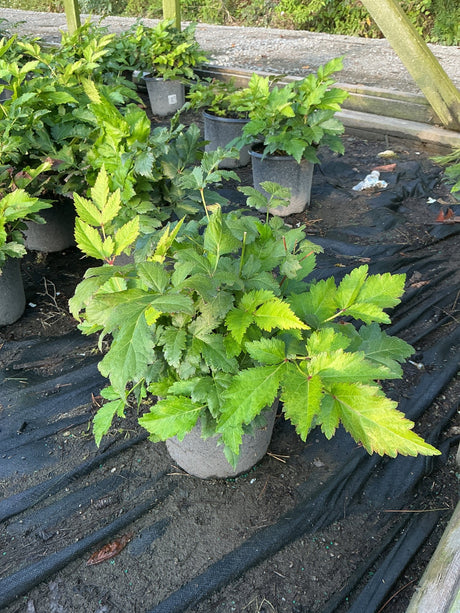 Rheinland Astilbe in a #1 container showing lush, serrated green foliage at a nursery growing area.