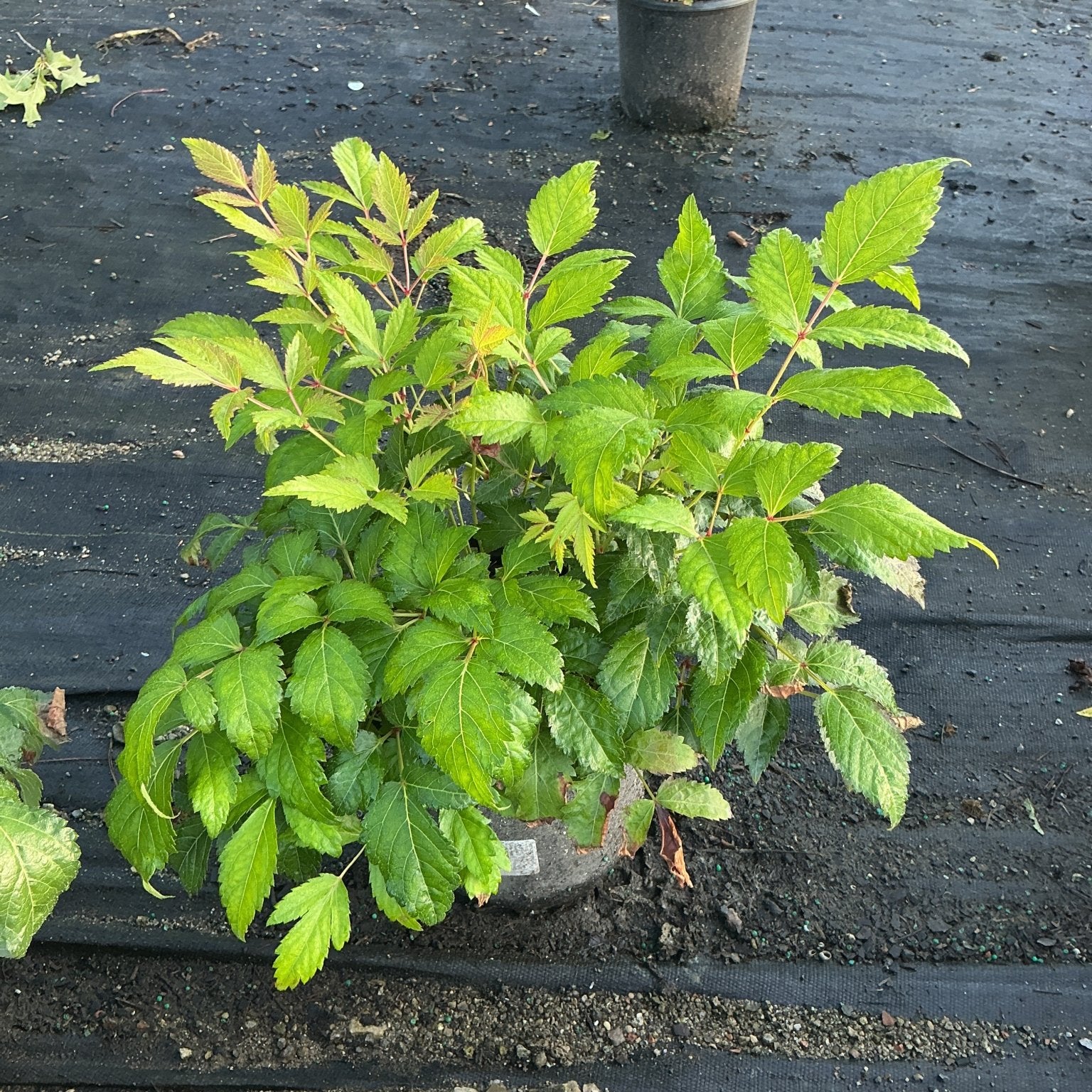 Fanal Astilbe in a #1 container displaying lush green compound foliage at a nursery growing area.