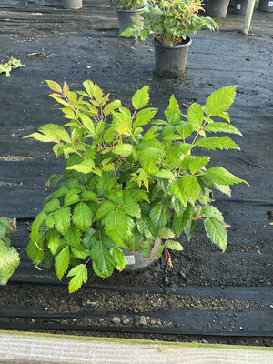 Fanal Astilbe in a #1 container displaying lush green compound foliage at a nursery growing area.