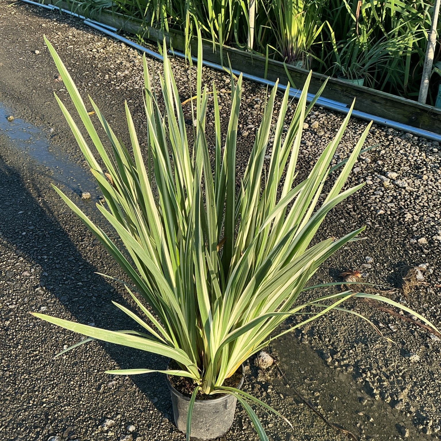 Variegata Japanese Iris in a nursery container showing green and cream striped sword-like foliage in a rosette form.