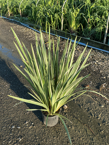 Variegata Japanese Iris in a nursery container showing green and cream striped sword-like foliage in a rosette form.