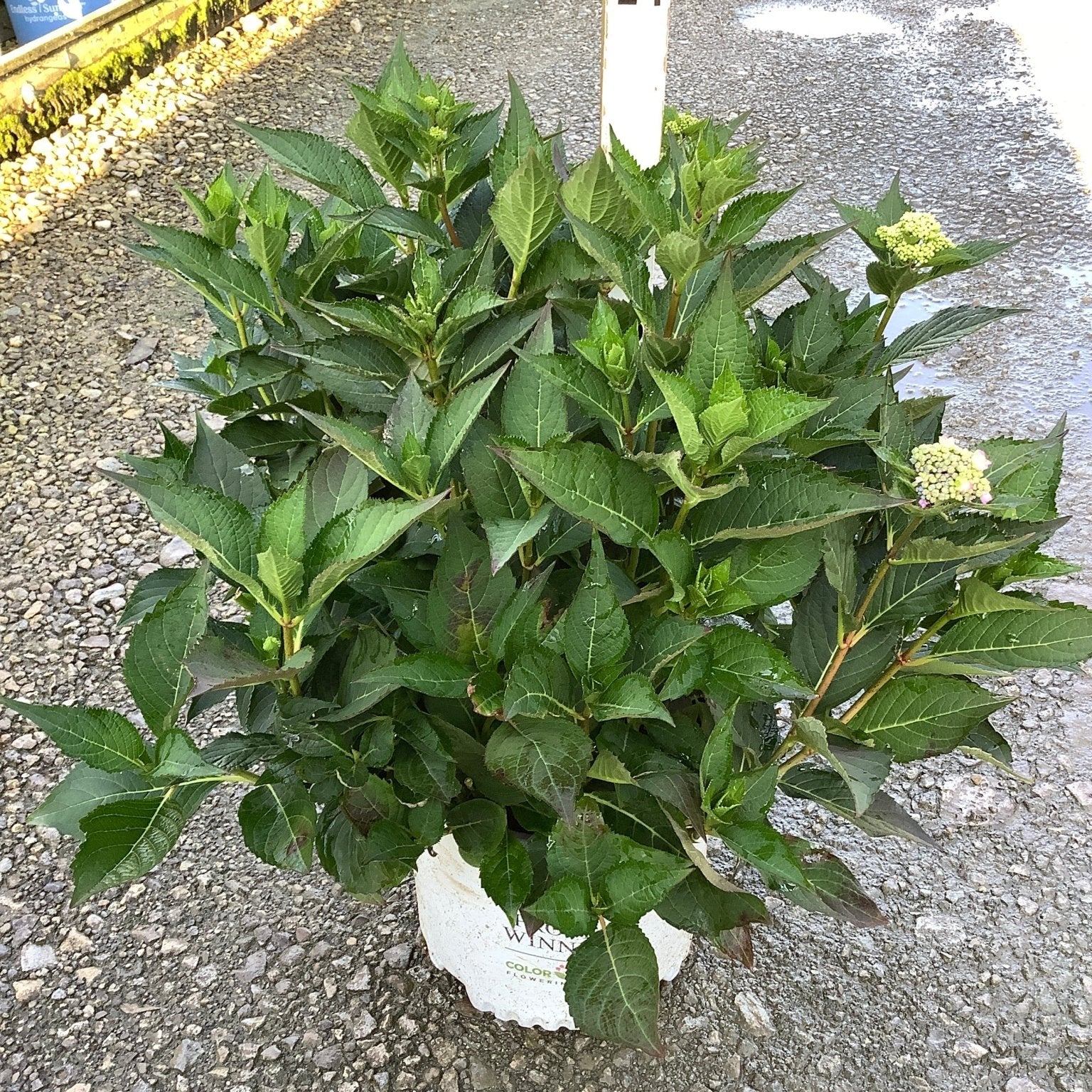 Let's Dance Can Do Mountain Hydrangea shrub in a #3 container with lush green foliage and early white blooms forming.