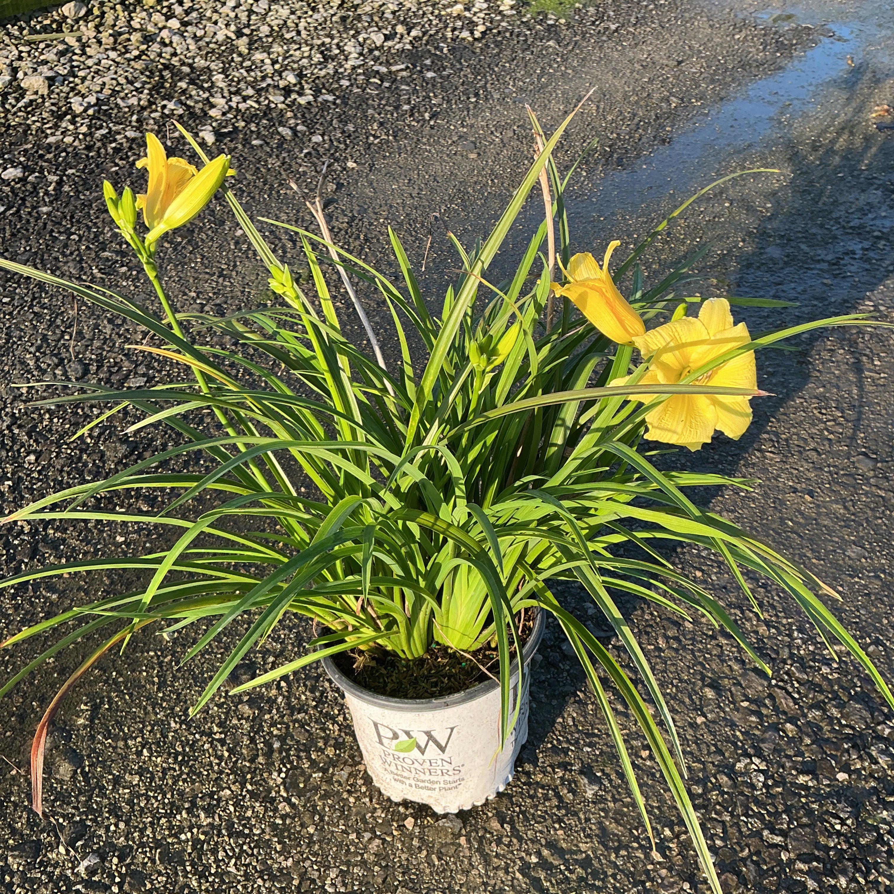 Rainbow Rhythm Going Bananas daylily in a Proven Winners #1 container with bright yellow blooms and arching green foliage.