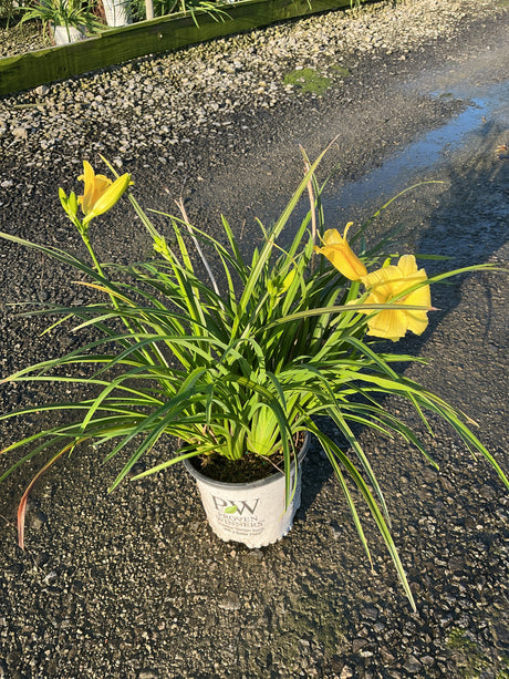 Rainbow Rhythm Going Bananas daylily in a Proven Winners #1 container with bright yellow blooms and arching green foliage.