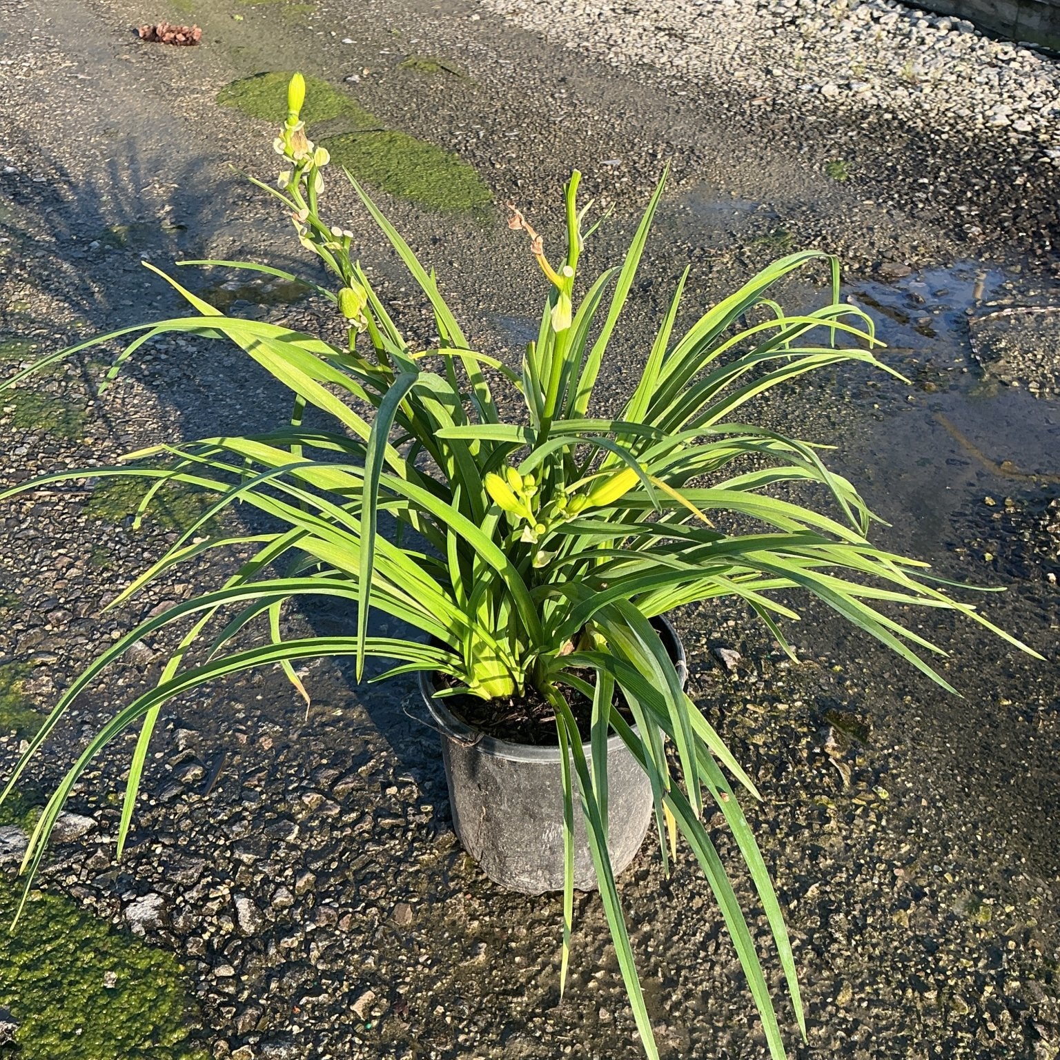 Happy Returns Daylily in a #1 container showing lush green strap-like foliage and yellow flower buds emerging.