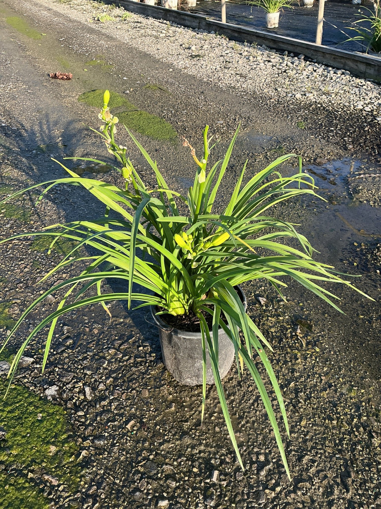 Happy Returns Daylily in a #1 container showing lush green strap-like foliage and yellow flower buds emerging.