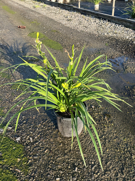 Happy Returns Daylily in a #1 container showing lush green strap-like foliage and yellow flower buds emerging.