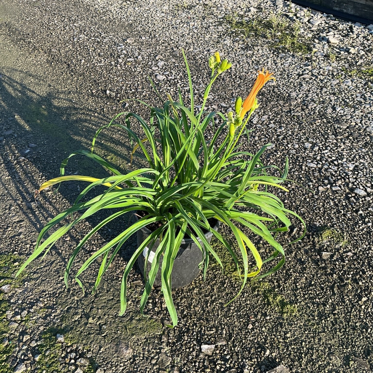 Stella de Oro Daylily in a #1 container with arching green foliage and orange blooms on gravel.