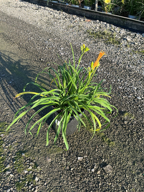 Stella de Oro Daylily in a #1 container with arching green foliage and orange blooms on gravel.