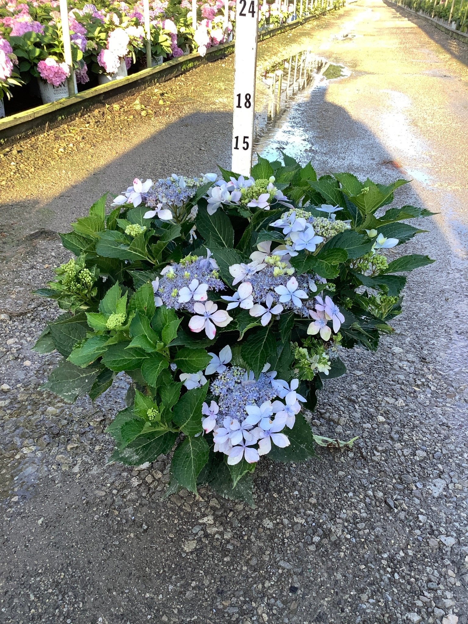 Tuff Stuff Ah - Ha® Hydrangea | Buy at NatureHills.com