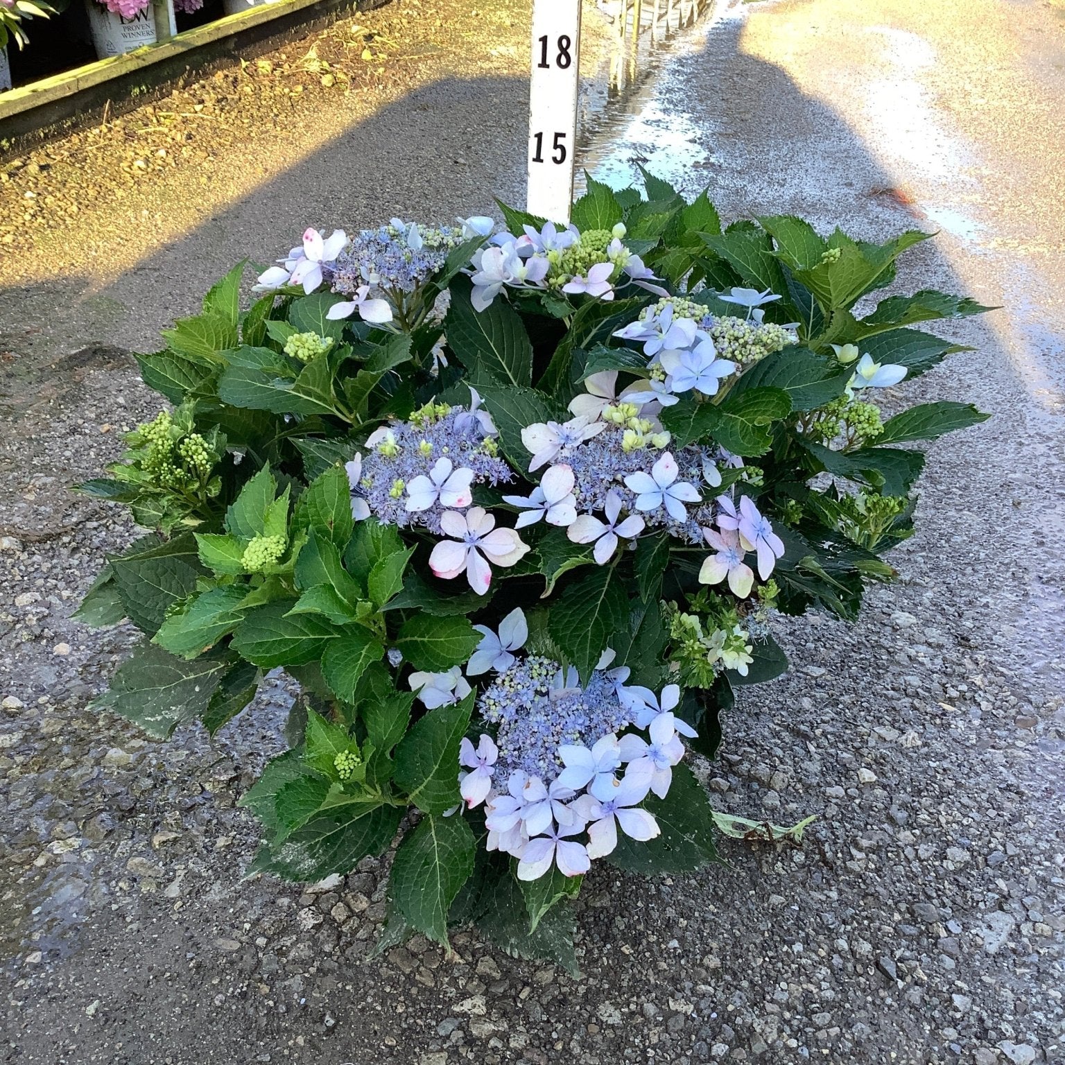 Tuff Stuff Ah-Ha hydrangea shrub with lacecap blue-purple blooms and dark green foliage, shown at a nursery beside a height measurement stake.
