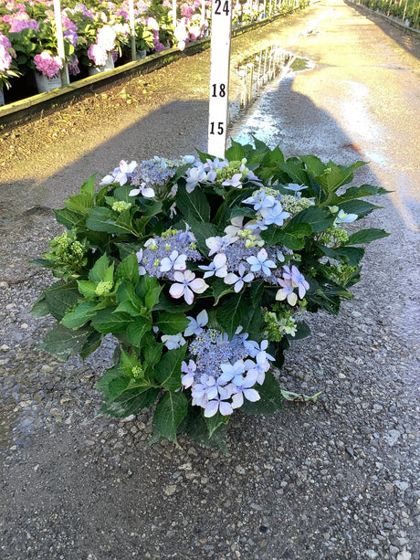 Tuff Stuff Ah-Ha hydrangea shrub with lacecap blue-purple blooms and dark green foliage, shown at a nursery beside a height measurement stake.