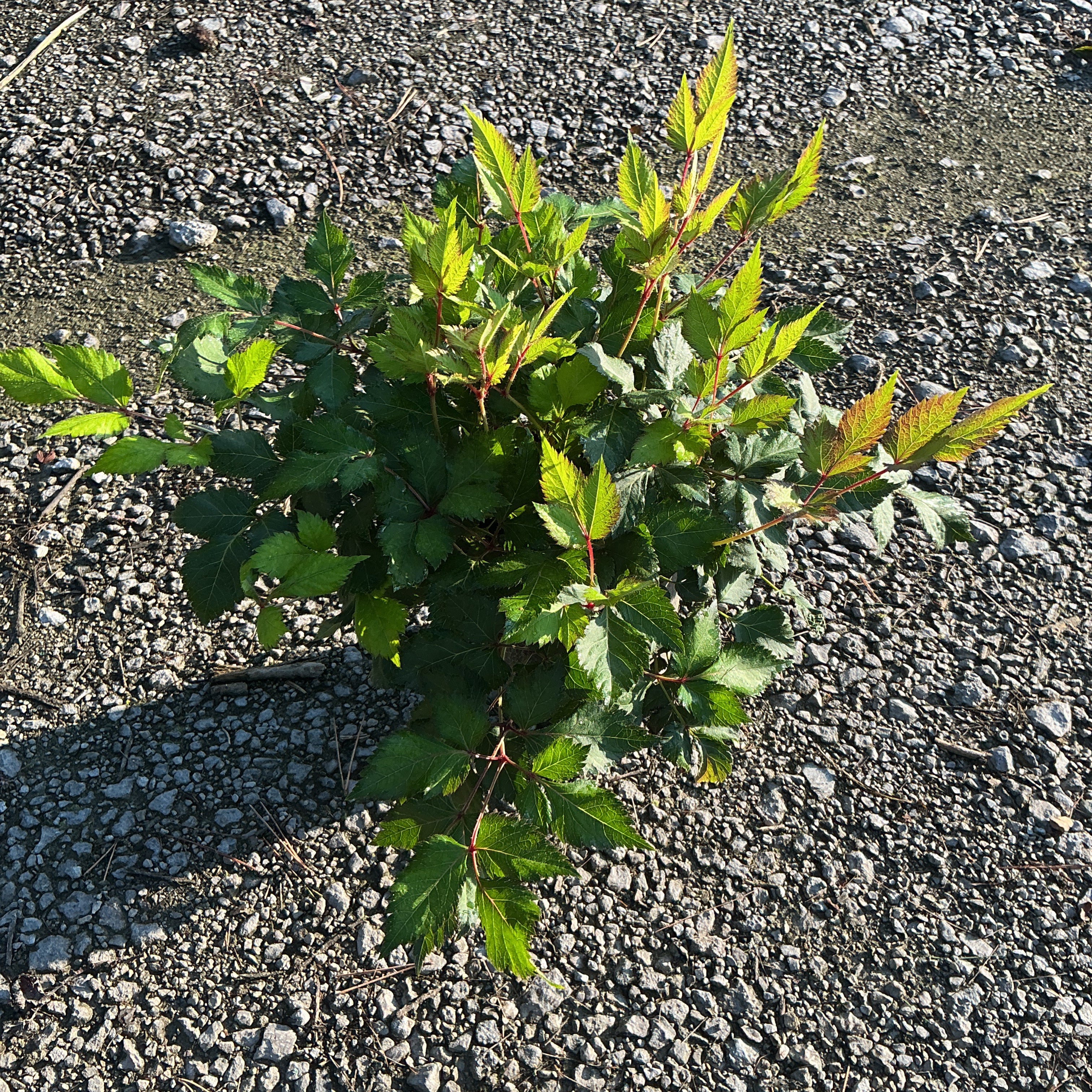 Vision in White Astilbe foliage growing low in a gravel setting, showing serrated green compound leaves with red stems.