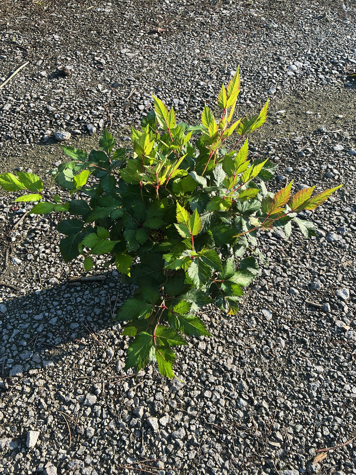 Vision in White Astilbe foliage growing low in a gravel setting, showing serrated green compound leaves with red stems.