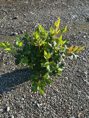 Vision in White Astilbe foliage growing low in a gravel setting, showing serrated green compound leaves with red stems.