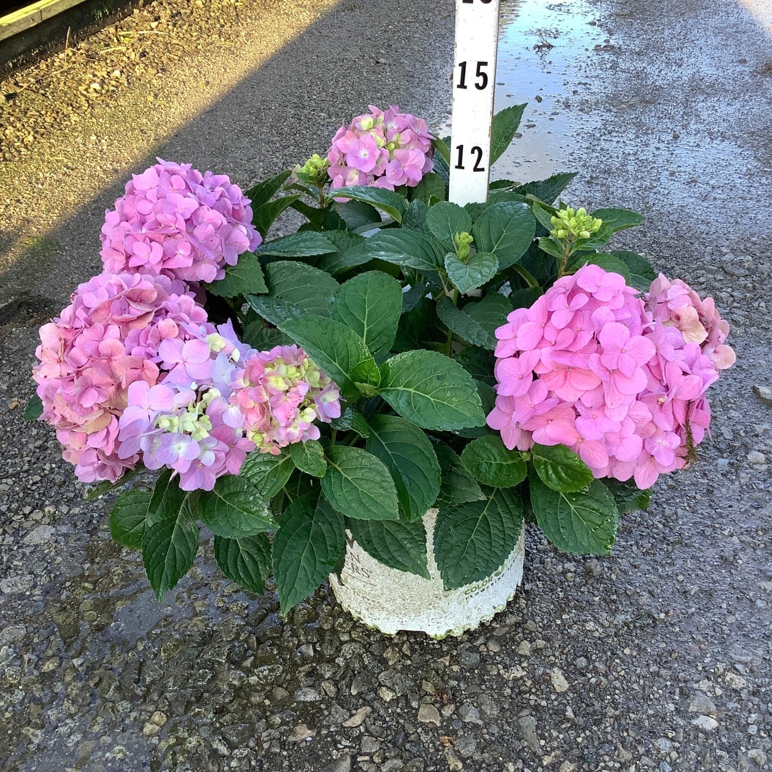 Let's Dance Sky View Mountain Hydrangea in a container displaying multiple pink mophead blooms and lush green foliage.