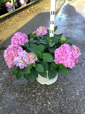 Let's Dance Sky View Mountain Hydrangea in a container displaying multiple pink mophead blooms and lush green foliage.