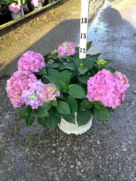 Let's Dance Sky View Mountain Hydrangea in a container displaying multiple pink mophead blooms and lush green foliage.