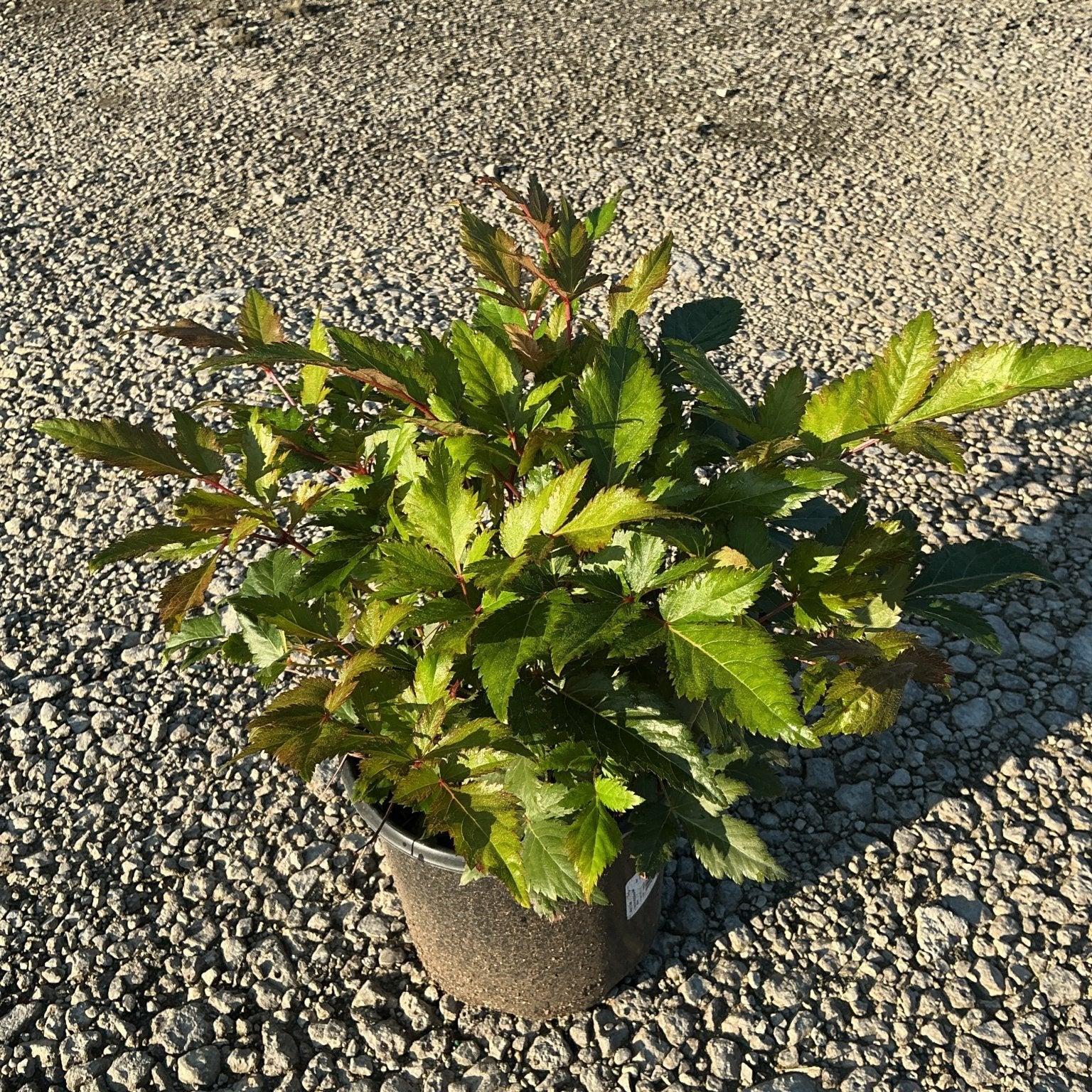 Montgomery Astilbe in a #1 container showing dense green foliage with reddish stems, placed on gravel in early morning light.