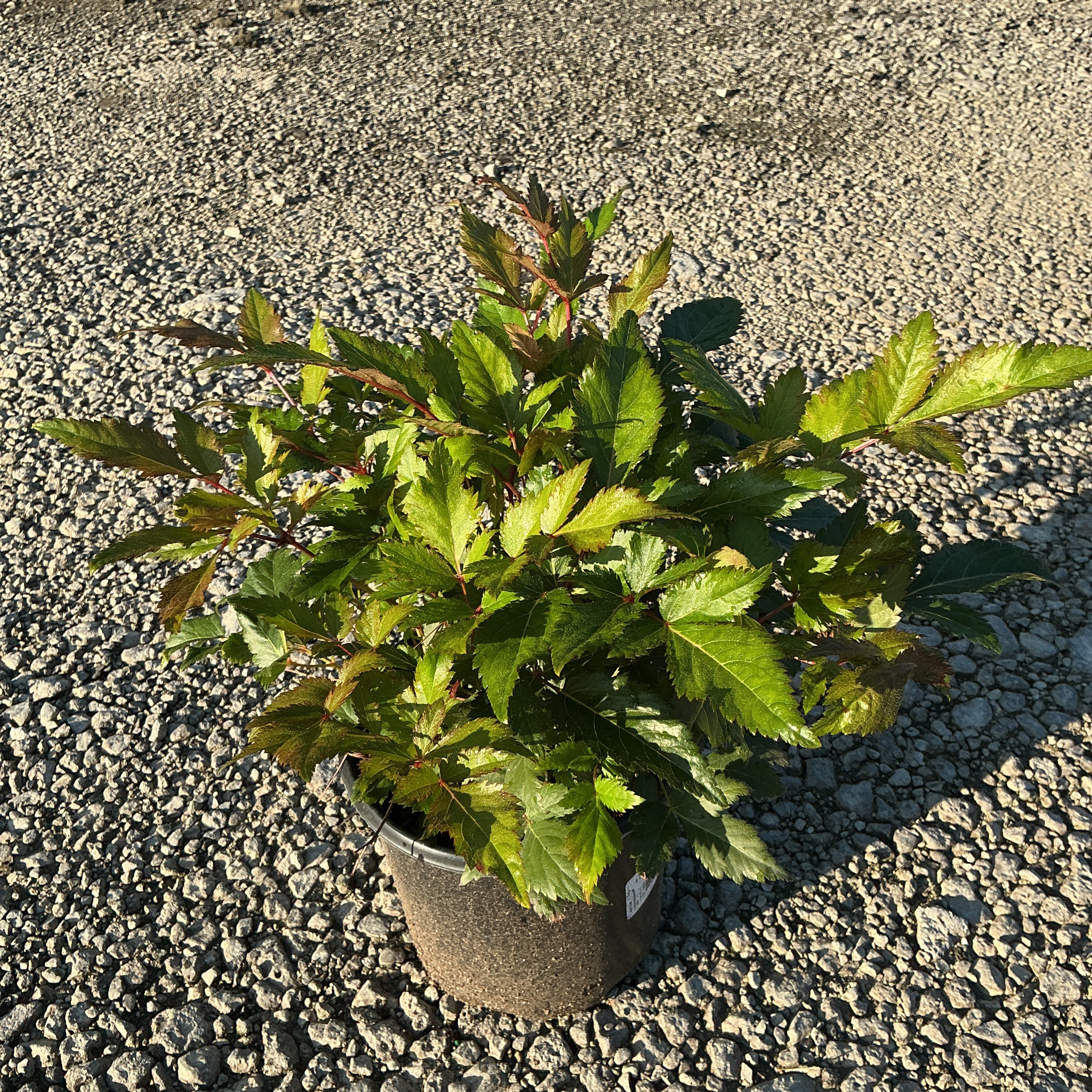 Montgomery Astilbe in a #1 container showing dense green foliage with reddish stems, placed on gravel in early morning light.
