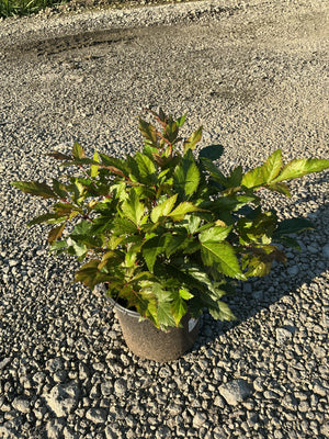 Montgomery Astilbe in a #1 container showing dense green foliage with reddish stems, placed on gravel in early morning light.