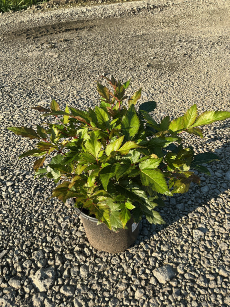 Montgomery Astilbe in a #1 container showing dense green foliage with reddish stems, placed on gravel in early morning light.