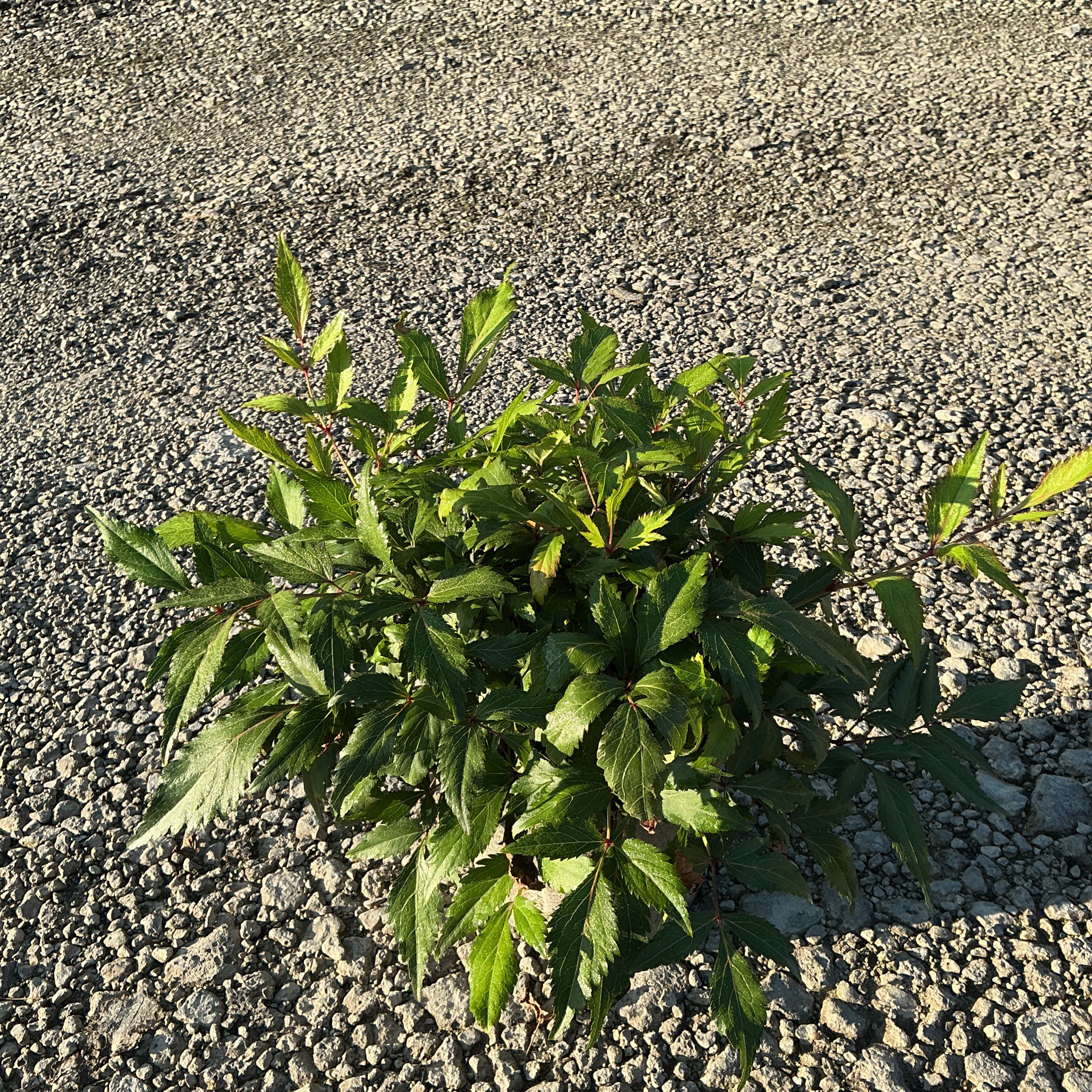 Peach Blossom Astilbe showing dense mounding foliage with serrated green leaves growing in a gravel surface.