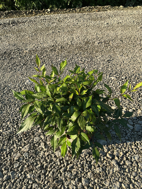 Peach Blossom Astilbe showing dense mounding foliage with serrated green leaves growing in a gravel surface.