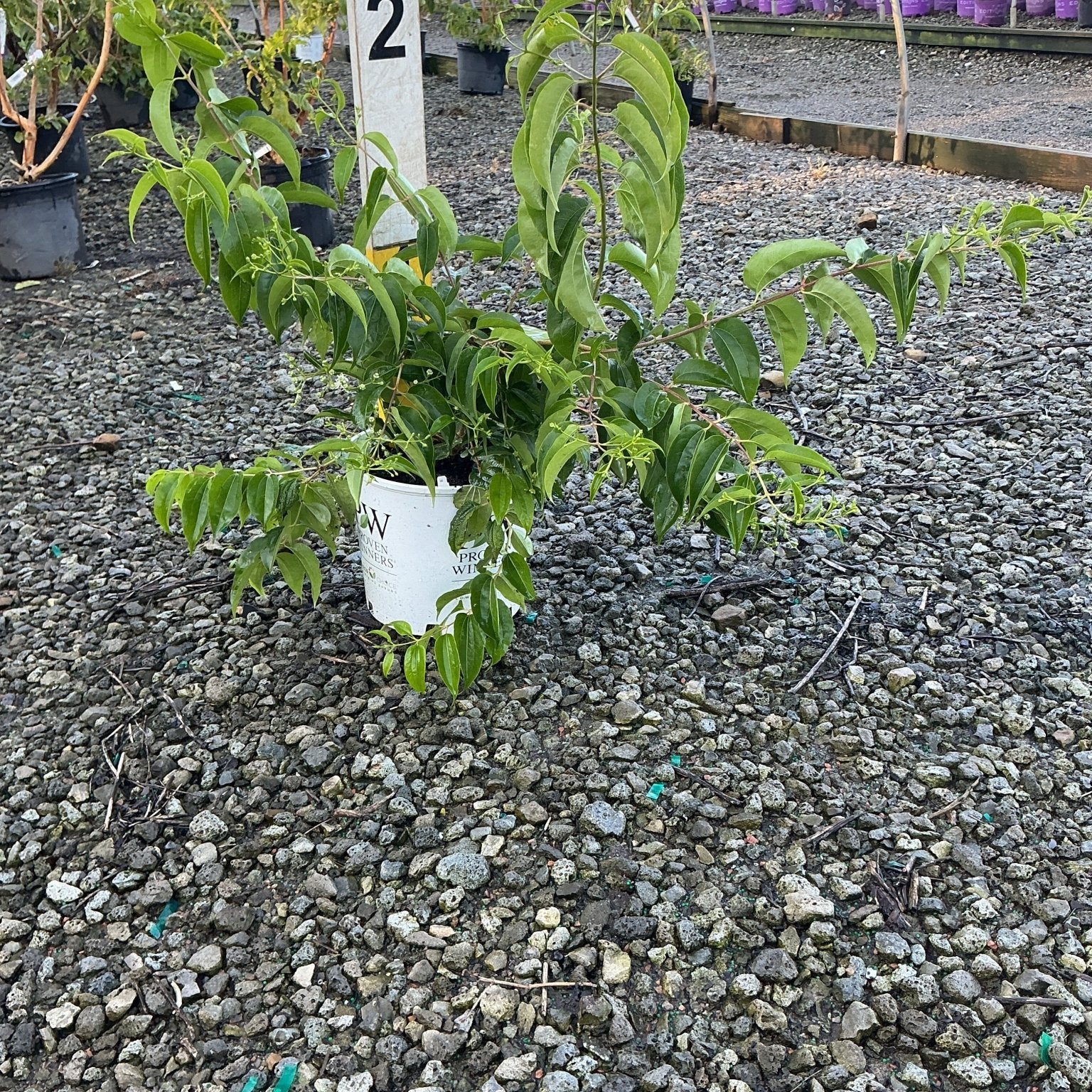 Temple of Bloom Seven Son Flower Tree in a #2 nursery container showing lush green foliage at a garden center.