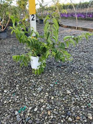 Temple of Bloom Seven Son Flower Tree in a #2 nursery container showing lush green foliage at a garden center.