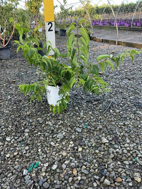 Temple of Bloom Seven Son Flower Tree in a #2 nursery container showing lush green foliage at a garden center.