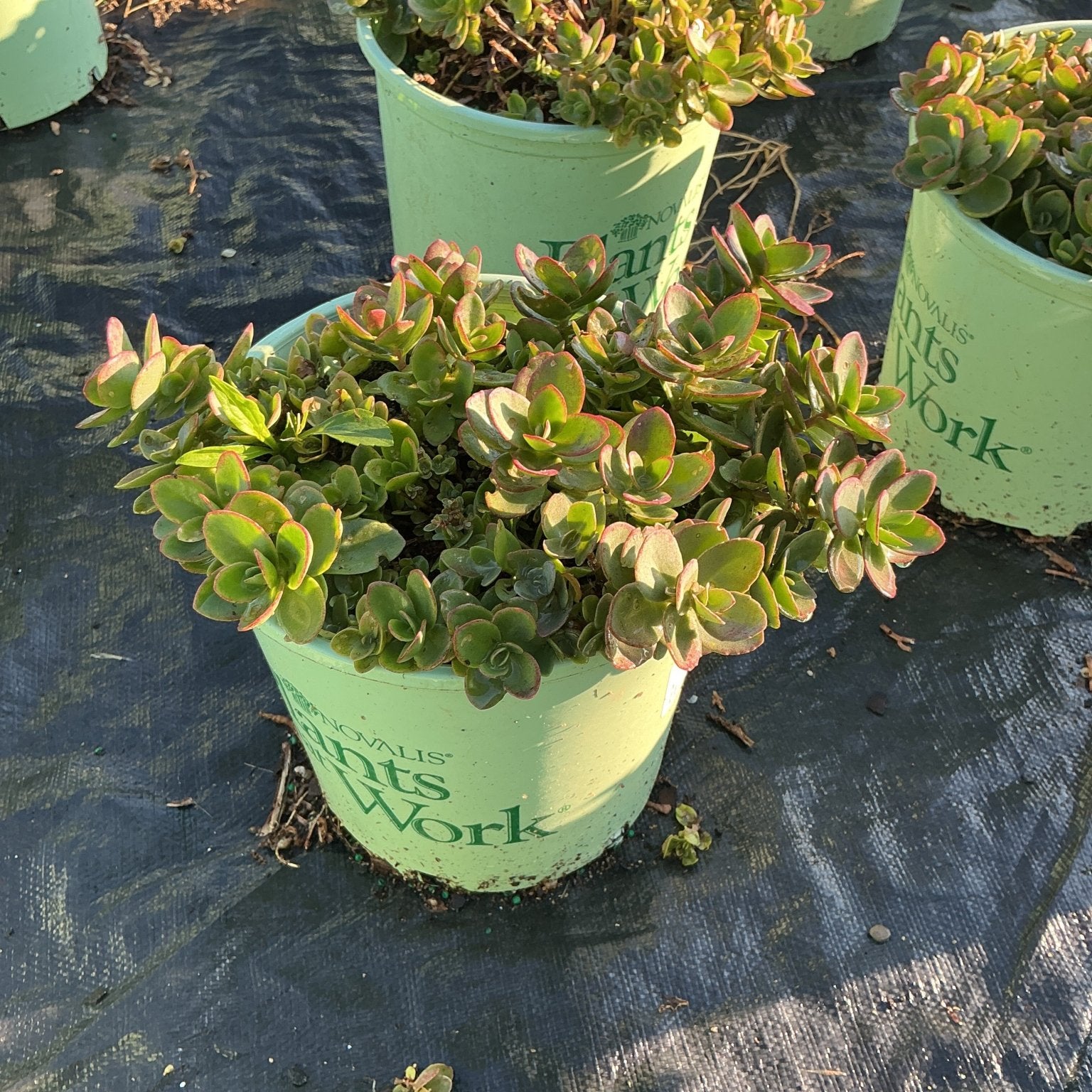 SunSparkler Lime Zinger Sedum in a nursery container showing dense green foliage with rosy-pink leaf edges.
