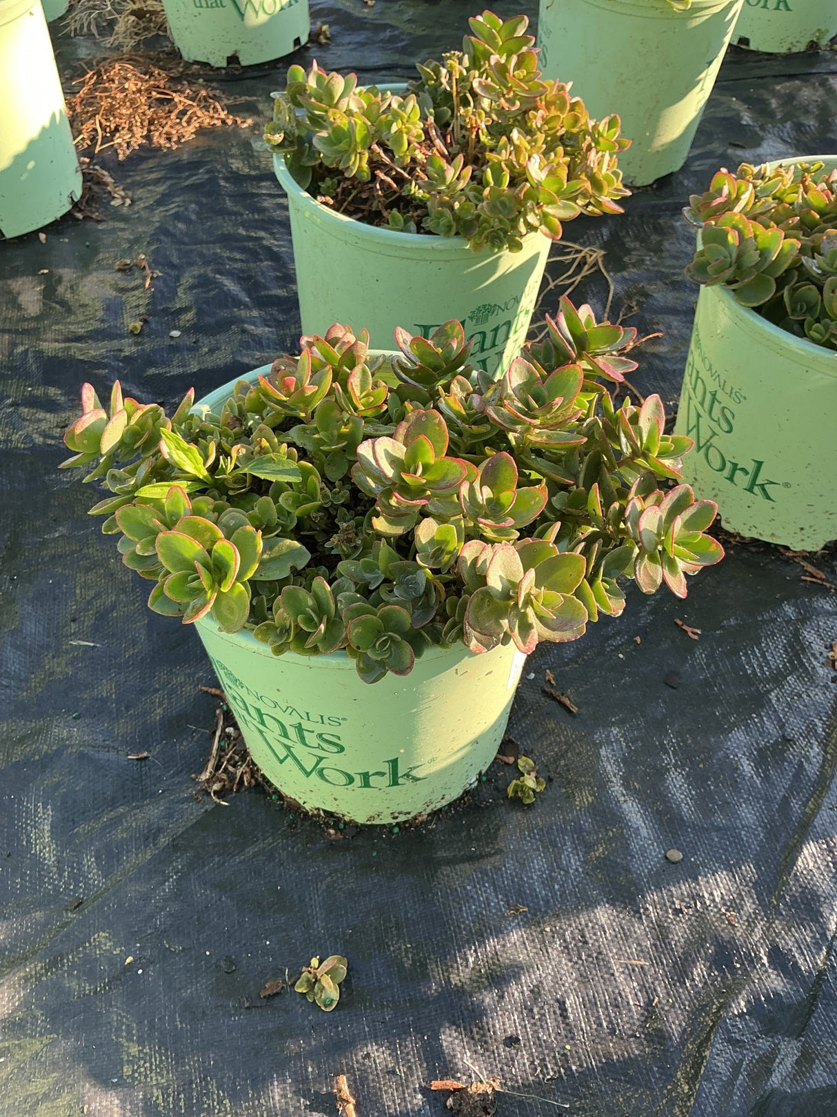 SunSparkler Lime Zinger Sedum in a nursery container showing dense green foliage with rosy-pink leaf edges.