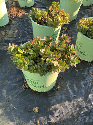 SunSparkler Lime Zinger Sedum in a nursery container showing dense green foliage with rosy-pink leaf edges.