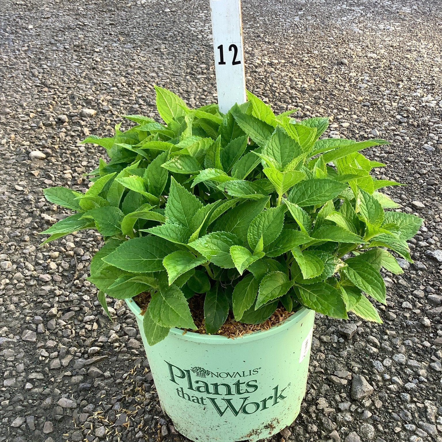 Azure Skies Bigleaf Hydrangea in a #3 container showing lush green foliage before summer blooms.